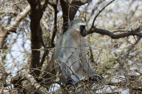 Mono Verde - parque nacional lago Manyara - Tanzania.jpg
